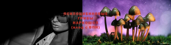 прущие грибы Вязники